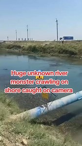 1.8M views · 3.6K reactions | #huge #monster #sea #cryptozoology #encounter #ngntd #reels #trending | Troodraco | Facebook