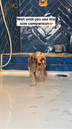 11K views · 120 reactions | ASMR Episode 46: Bonnie the Maltipoo 﫧 #doggrooming #asmr #dogasmr #maltipoo #maltipoopuppy | Doggy Styling | Facebook