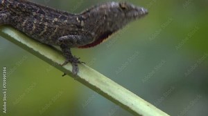 FLORIDA - 12.14.2023 - Close-up of a brown anole lizard extending its dewflap during mating season in Florida.
