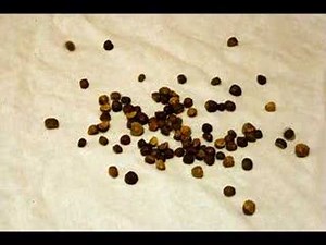 Mexican Dancing Beans