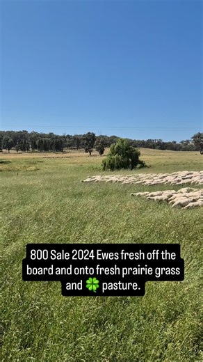 #srsgenetics #xytovet #nswstudmerinobreeders #nonmulesed #merino | Glenwood Merinos