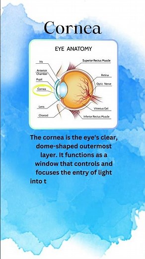 THE EYE | CORNEA | FUNCTION