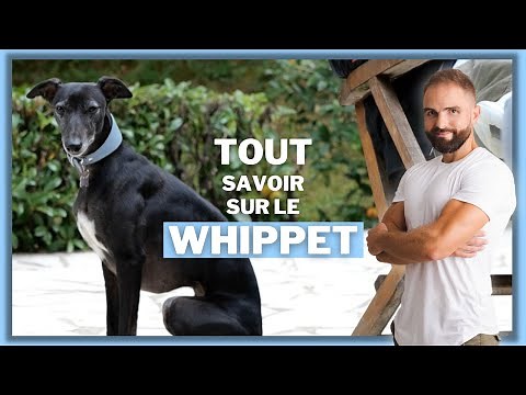 Race de chien : Le Whippet !