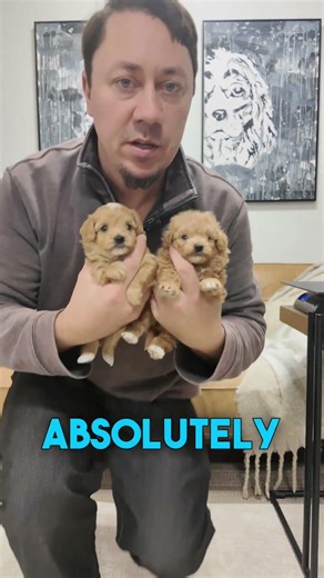 Adorable 4-Week-Old Maltipoo Puppies 🐾 Tiny Teacup Toy Babies