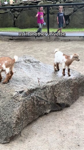 Exploring Goats at the Reptile Zoo: A Unique Experience