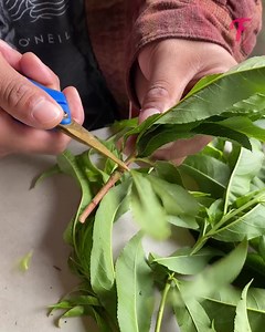 Tutoriel pour faire pousser un arbre à partir d'une branche | Fabiosa - Rendez-le plus facile