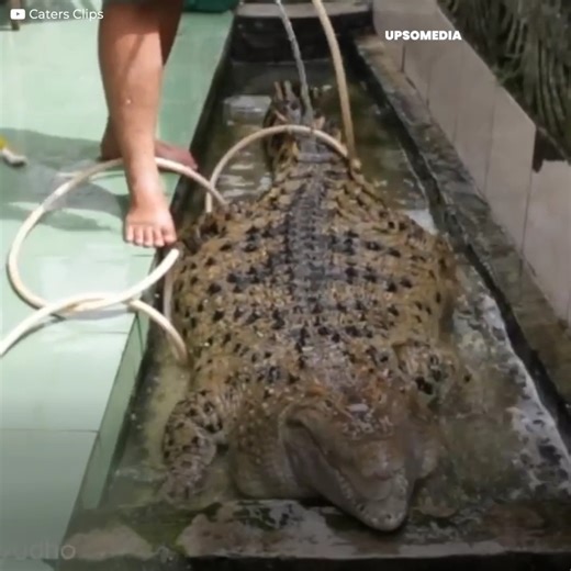 2.6M views · 9.8K reactions | Dia memiliki kompleks anjing dan bahkan membiarkan dirinya dimandikan, itulah sebabnya mengapa hewan peliharaan yang aneh ini menjadi sangat terkenal. | Positif + | Facebook