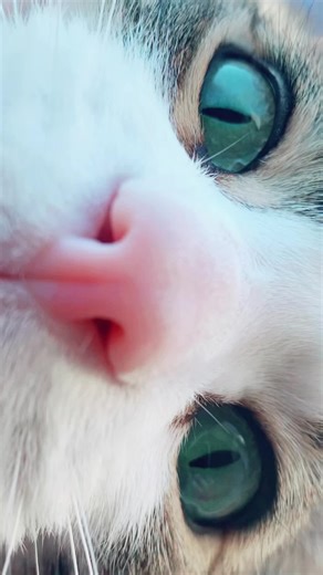 George Friedrich Handel