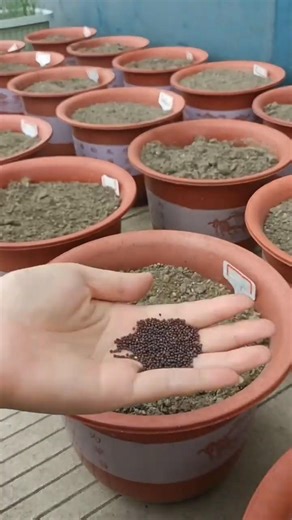 🌿 How to Grow Red Cabbage from Seeds | Easy Step-by-Step Guide
