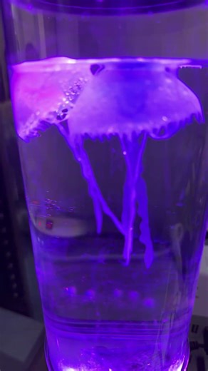 My pet man O. ￼ War.