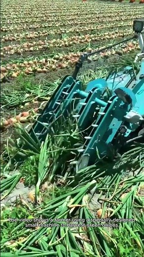 The process of green onion harvesting- Good tools and machinery can increase work efficiency