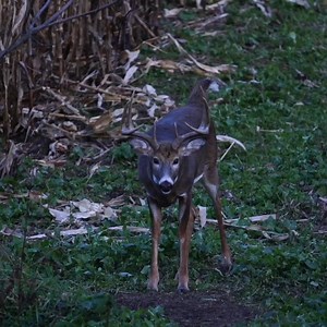 4.2K views | In today’s world of food plots and property management, deer will always choose the setup that gives them the most. That’s where Big & J becomes your secret weapon. 歷 Head to your local @Academy and grab the feed your deer want. | Big & J | Facebook