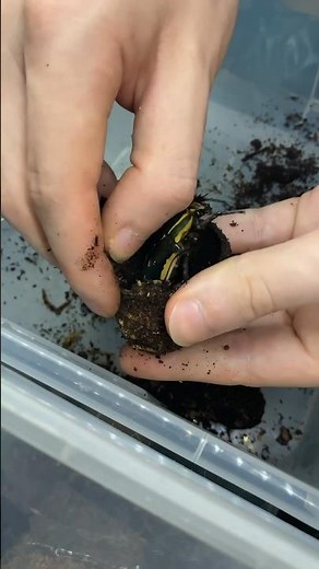 African flower beetle unboxing