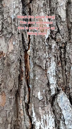 Watch til the end! This enormous pine tree that I always talk to is cracked and doomed to split. I have never seen anything like this up close before! #pinetree #windstorm #treefall #treebreaking @robhanks45