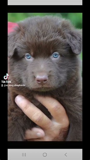 liver King Shepherd girl #bestfamilydogs #puppy #kingshepherds