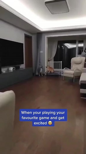 Heartwarming Dog Playtime Captured on Video