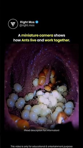 Ant POV 😲🐜
