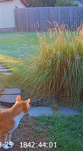 Cat Spots a Snake in the Backyard | Tense Wildlife Moment Caught on Camera 🐱🐍