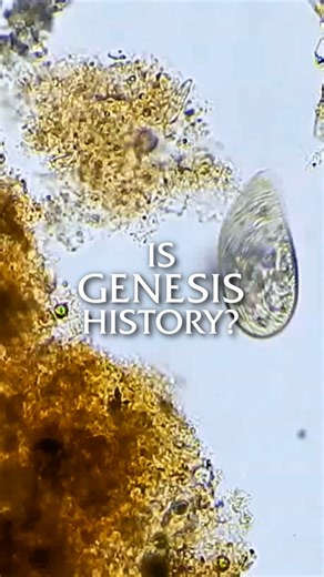 15K views · 381 reactions | The is from our series "Beyond Is Genesis History? Vol. 2: Life & Design" — Click the link in the bio to learn more! | Is Genesis History | Facebook