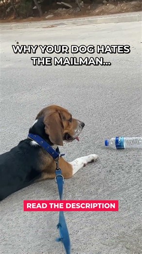 What Your Dog Is Really Thinking About The Mailman #Shorts
