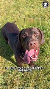 Springador 🐶 Un Compañero Lleno de Energía El Springador es la mezcla perfecta entre el entusiasmo del Springer Spaniel y la lealtad del Labrador. Este perro combina lo mejor de ambos mundos: un espíritu aventurero y un corazón lleno de amor. ¡Perfecto para familias activas y amantes de la naturaleza! 🐕💚 #Springador #PerrosMestizos #PerrosActivos #AmorCanino #Crossbreed | 1 Minuto Animal