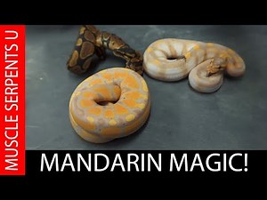 MANDARIN GENE MAGIC in BALL PYTHONS