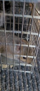 Another grey successfully trapped and dispatched. I was called out to a property that suspected they had rats, however upon inspection it was nesting squirrels. All juveniles are now grown and covered in fur so action is very much needed as they are really starting to cause damage. If you have a grey squirrel problem call us today! #pestcontrol #pestcontrolservice #squirrel #PestSolutions #greysquirrel #redsquirrel #redsquirrelconservation | TTOCS Pest Control Ltd