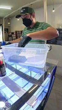 Leopard Gecko (Basic Enclosure Setup) #flamebreed