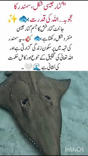 Giant Guitarfish – Allah’s Creation 🐟✨ #GiantGuitarfish #AllahKiQudrat #MarineLife #ytshorts #viral
