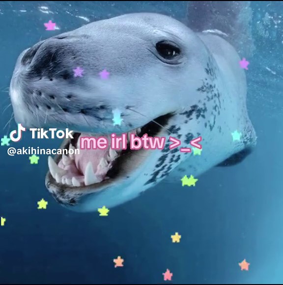 leopard seals are my fav seal species , leopard seal haters genuinely pmo #leopardseal #seal #sealtok #sealsoftiktok #marinemammal ( give me my 150 tags back !! )