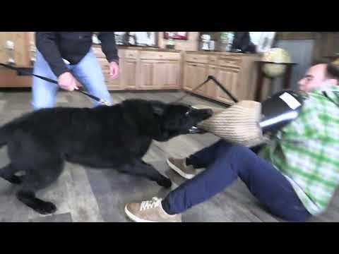 Always Ready For Action! Kraftwork K9 Pro German Shepherds