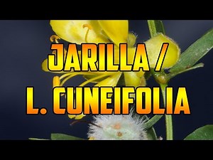 PARA QUE SIRVE🌿 JARILLA🌿BENEFICIOS🌿 Larrea cuneifolia 🌿 ASTRINGENTE🌿 PROPIEDADES Y USOS MEDICINALES