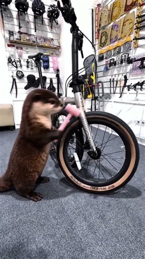 Java Neo 3 20” Trifold + 2.0 Billy Bonkers | Wider Tyres, Better Grip?
