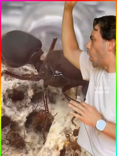 Understanding the Role of a Queen Ant in the Colony