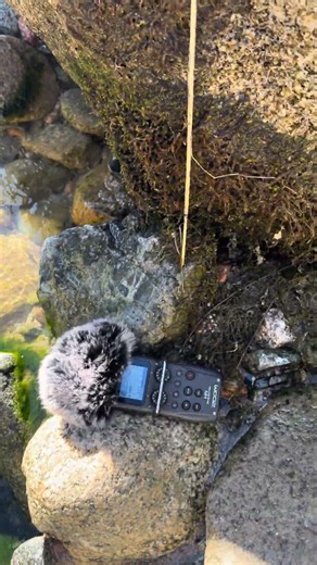 Zoom H5 Flat on a Wet Rock · 2cm From the Moss · This Is How You Capture Real Sound