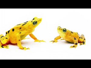 16.4 GCSE Biology - Competition in Animals