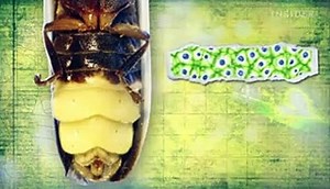 What makes a firefly glow