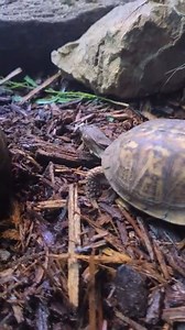 25K views · 90 reactions | Omnivore at Work! **Whole Prey Alert** Eastern Box Turtles have an omnivorous pallette, eating both plant matter and animals. They will consume grasses, fallen fruit, tubers, cacti, mushrooms, frogs, fish, and a variety of invertebrates. In this case our little box turtle friend is on the hunt for the cricket walking by......he focuses in, pin points his location and just like that a mini meal. Video courtesy of Bri GW | Niabi Zoo | Facebook