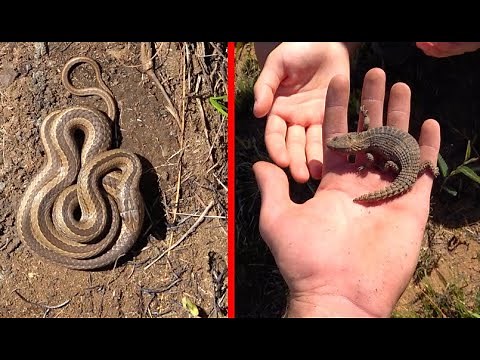 These Lizards Look Like Dragons! - Flipping Rocks to find Reptiles
