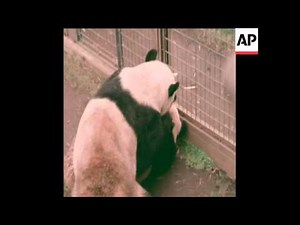 SYND 21 5 78 PANDAS MATING IN TOKYO ZOO