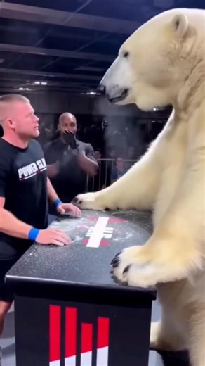 Polar Bear vs Human: The Ultimate Power Slap! 🐻‍❄️💥 #funnyanimals