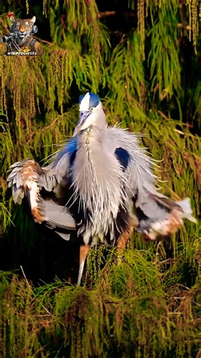 Nature's Ballerina! 💃 You Won't Believe This Bird’s Moves! ✨ #wildlife #nature