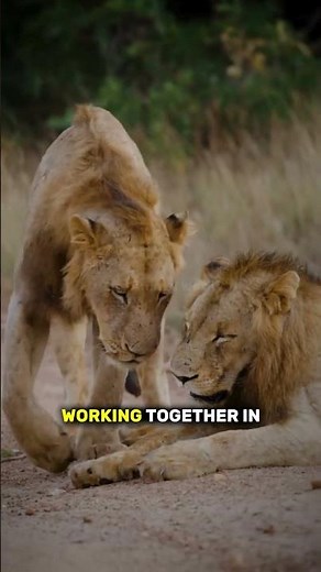 Why Female Lions Do All The Work! 🦁