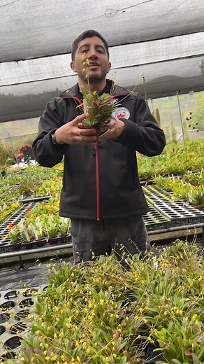Meet Masdevallia tentaculata a tiny gem native to the cool, misty forests of Ecuador 🌿💛 Despite its size, its bright yellow blooms are surprisingly large and soft — a delicate beauty that loves high humidity and cool, fresh air. It’s stunning #Ecuagenera #Masdevalliatentaculata #Orchids #Ecuador #CloudForest #TropicalBeauty #OrchidLovers | Ecuagenera Orquideas Del Ecuador