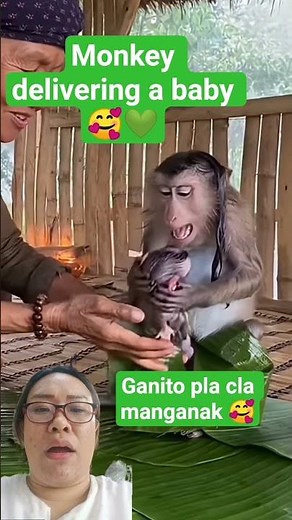 Monkey delivering a baby 🥰💚 #monkey #animals #cute #babymonkey no animals harm in this video
