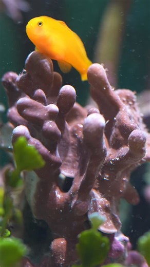 🌱going up🌱 • • ——————————————————————— 🌊🌊🌊🌊🌊 Tank: @sraquaristik Stand: @sraquaristik Lighting: @kessilled Controller: @ghl_aquariumproducts Food: @reefnutrition @easyreefs Flow: @ecotechmarine Jebao 🌊🌊🌊🌊🌊 Use code “ inlandreef12 “ for 12% off your entry into the GHL controller line ——————————————————————— #saltwatertank #reeftank #aquariumhobby #macroalgae #mangrove #plantedtank #coralreef ——————————————————————— ©️ 2025 inland_reef All Rights Reserved | 𝙄𝙣𝙡𝙖𝙣𝙙 𝙍𝙚𝙚𝙛