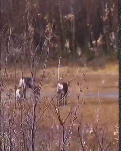1K views · 84 reactions | The Great Migration Every year the caribou...