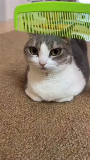 Goob morning