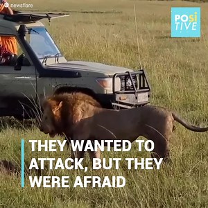 559K views · 7.7K reactions | The lion had a hyena in his possession,...