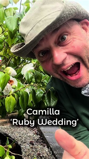 Camellia ‘Ruby Wedding’ ‘Ruby Wedding’ is a tight, formal double camellia with rich ruby-red blooms. A brilliant container camellia that shines all winter. #Camellia #RubyWedding #FormalDouble #ContainerGardening #FrontDoorPlants #EvergreenShrubs #WinterInterest #UKGardening #DevonGardens #PlantOfTheDay #GardenTok #TheMadPlantMan #DartanaPlants